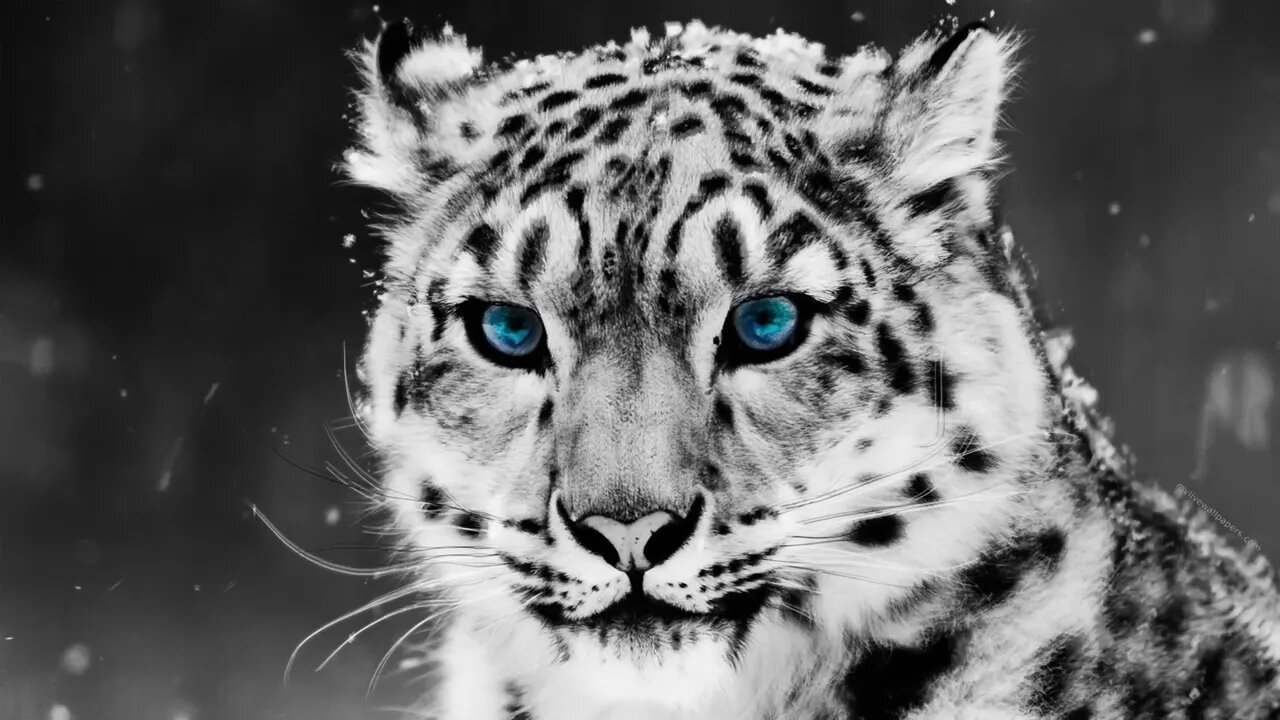 Lively Wallpaper - Snow Leopard