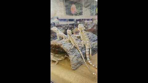 Here lizard, lizard #lizards #reptilelover #reptiles #petstore