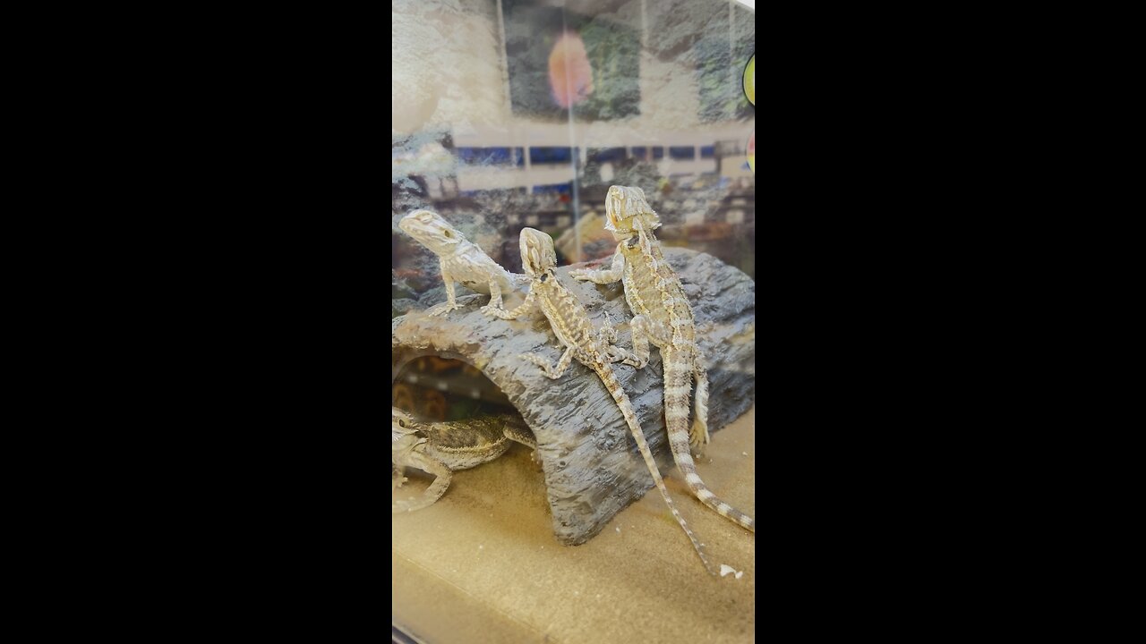 Here lizard, lizard #lizards #reptilelover #reptiles #petstore