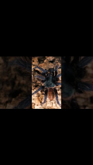 Green Bottle Blue Tarantula clip from Full Care Video!