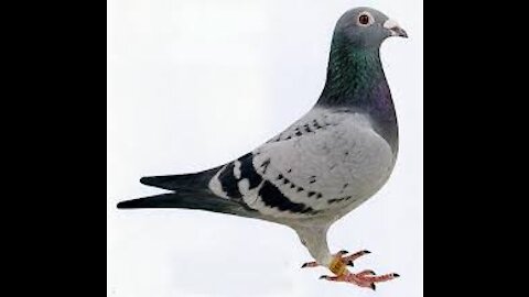 Dove's anger