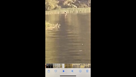 Bald eagle flys in for a refreshing drink of water.