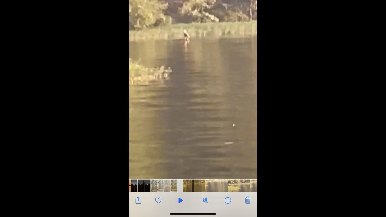 Bald eagle flys in for a refreshing drink of water.