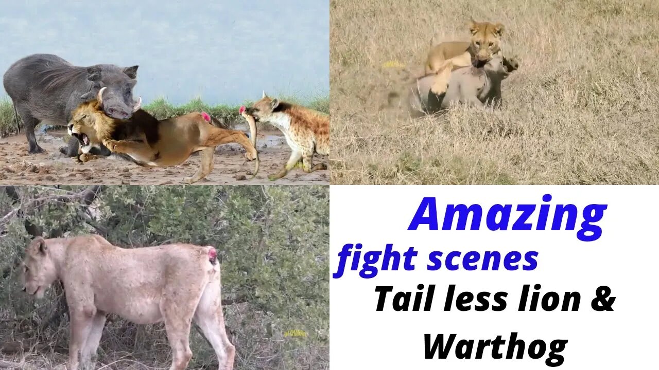 Amazing scenes || Lion attack to warthog in jungle ||