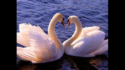 Feeding the swans