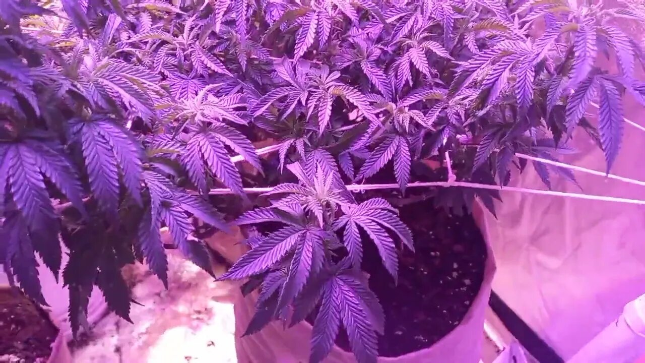 Growing Cannabis Transition To Bloom Week12 day 4 Native Sun #cannabiscommunity #CartierCrop #420