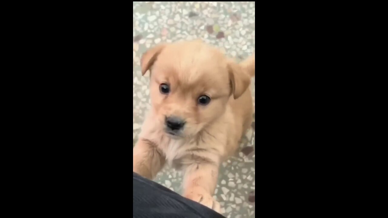 Baby dog 🐕 cute puppy barking