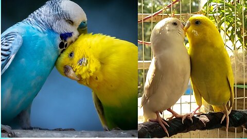 Budgie birds play | Bird Video