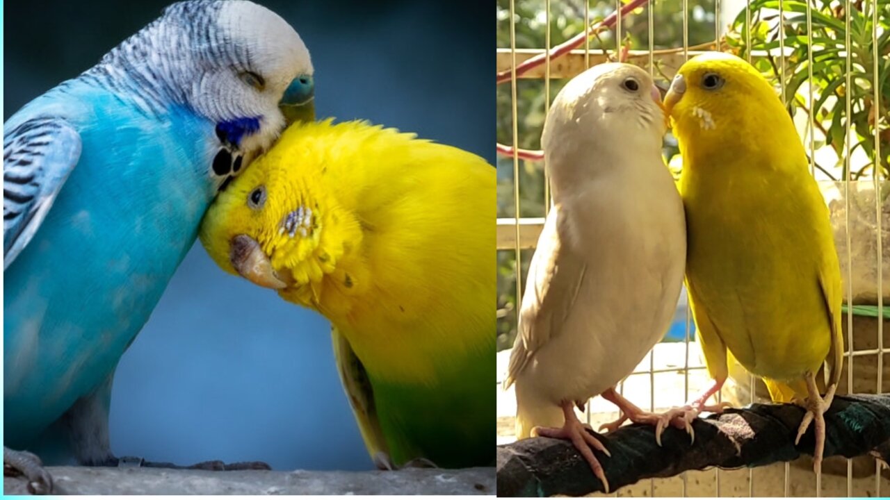 Budgie birds play | Bird Video