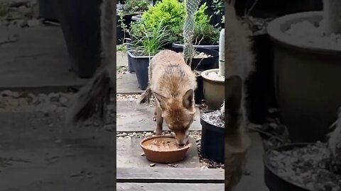 🦊Vixen eating for four amongst the cacti #SHORTS