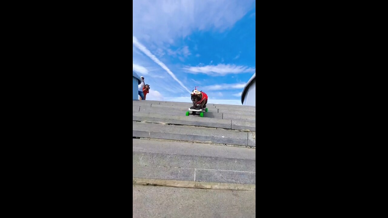 A skateboarding puppy