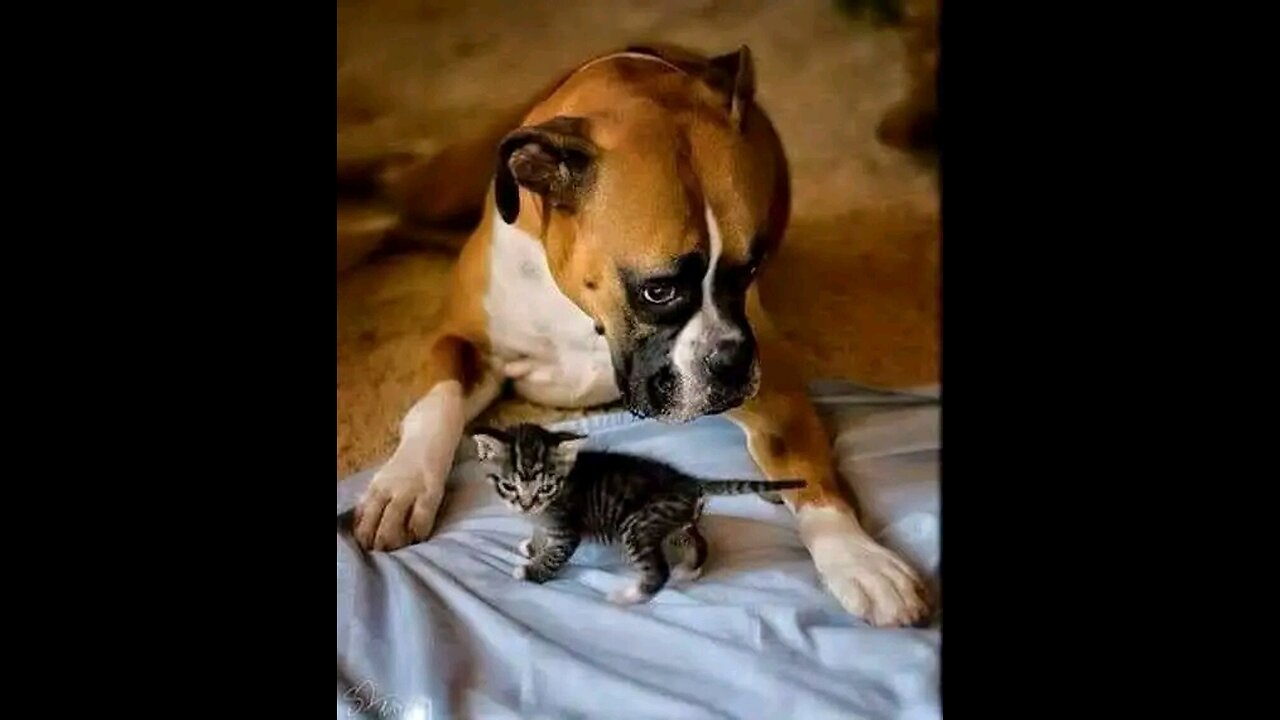 Beautiful little dogs