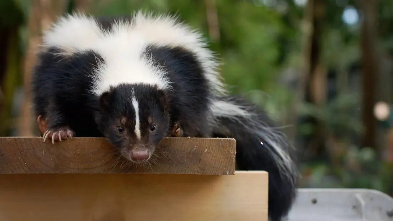 Buddy Was Making Friends With A Skunk - Skunks Do Not Want To Be Friends With Horses