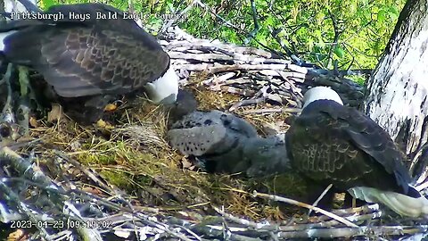 Hays Eagles Mom comes in awaits Dad with Bird 4.23.23 9:17am