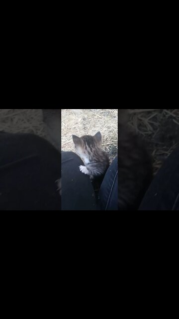 Fine Kitty Observation Post