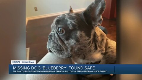 Missing Dog "Blueberry" Found Safe