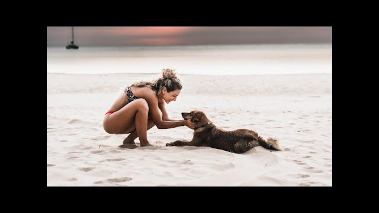 Pet food eating ideas - Raw food dog diet ULTRA HD 4K Video with Sleep Therapy Sound Music