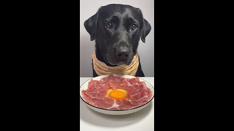 🍳 Indulging in Beef and Fluffy Eggs Today! 🐶 #short #shorts #share #trending #Dog #Doglovers