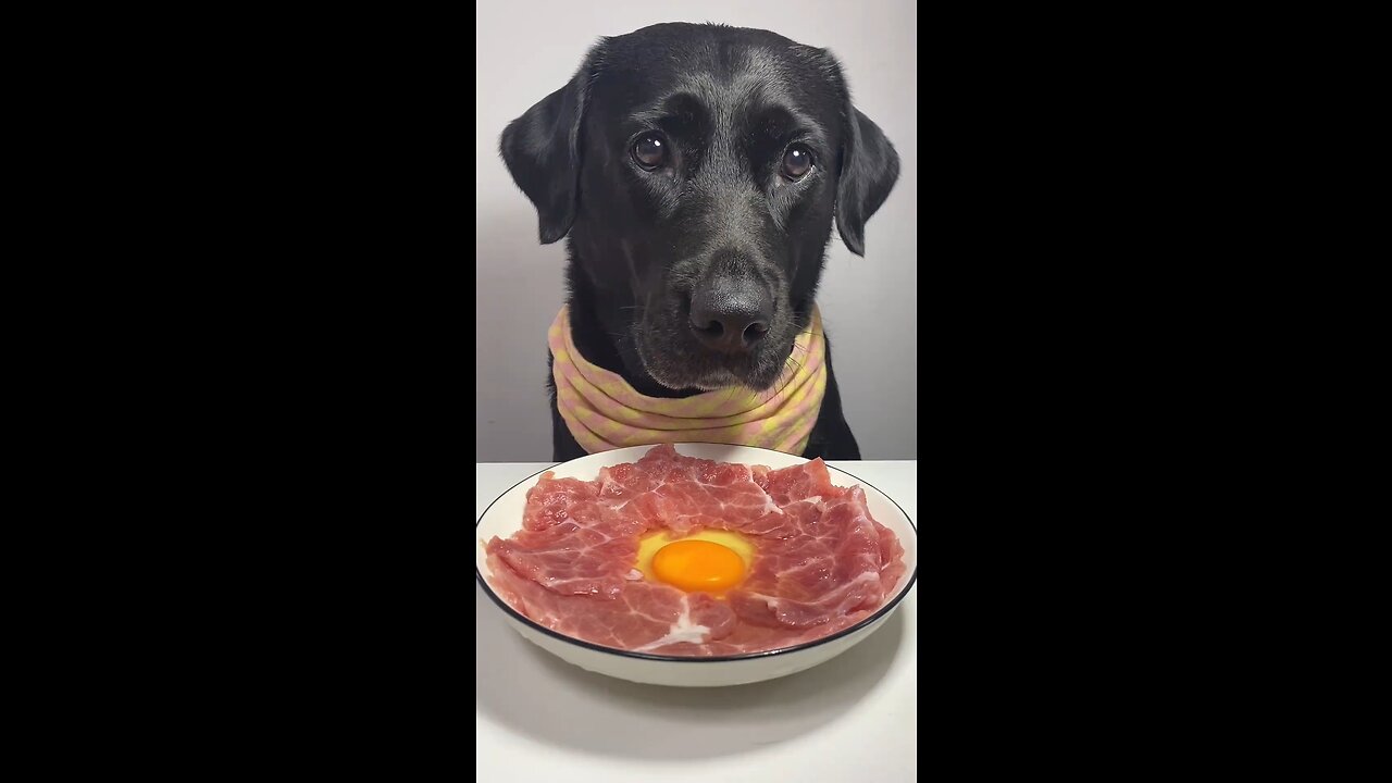 🍳 Indulging in Beef and Fluffy Eggs Today! 🐶 #short #shorts #share #trending #Dog #Doglovers