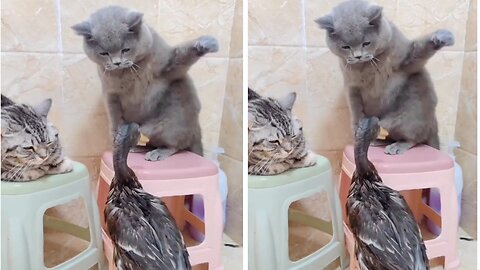 funny 🤣 Cat 😸 Slapped a Cute 🦆 Duck and their Reaction are very funny watch it.