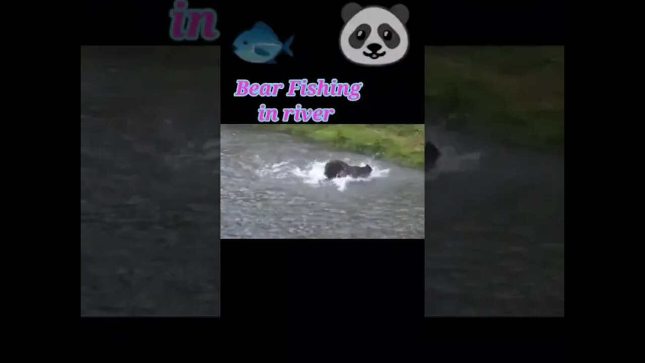 Bear hunting fish in river ® 2022 #shorts #youtubeshorts #shortvideo