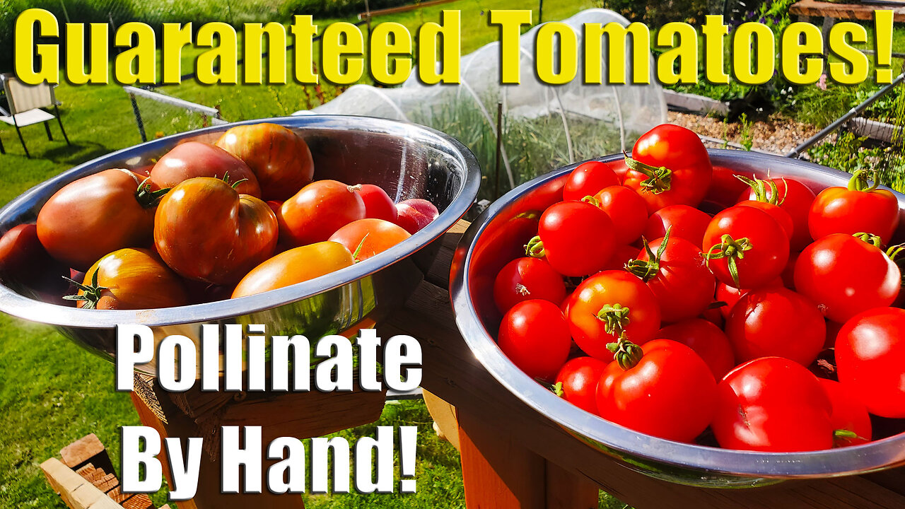 Guaranteed Tomatoes: How & Why To Pollinate Tomatoes By Hand