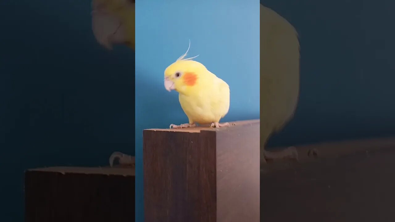 Eu cheguei em casa e olha que eu encontrei *Uma bolinha amarelinha * #birds #fofura #arteira