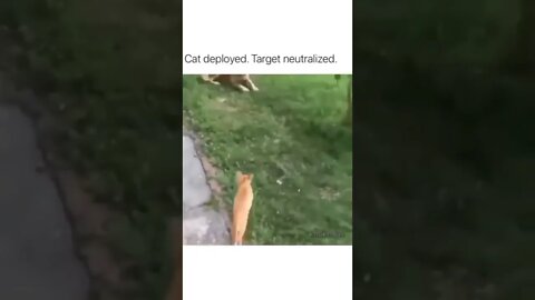 cat deploy 😹😸😺🙀😽😼😻