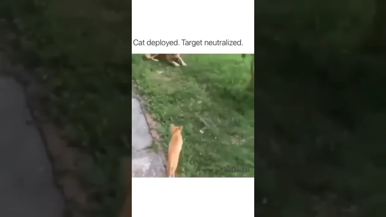 cat deploy 😹😸😺🙀😽😼😻