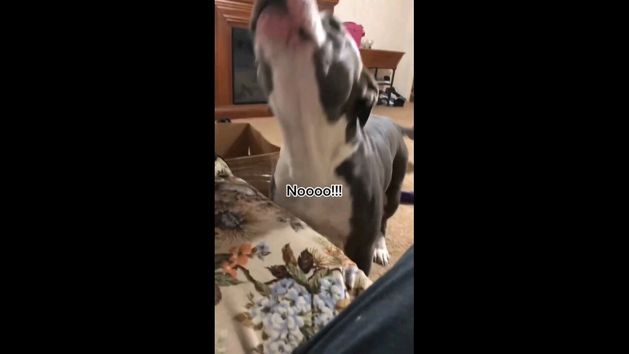 They Are So FUNNY! MUST WATCH!
