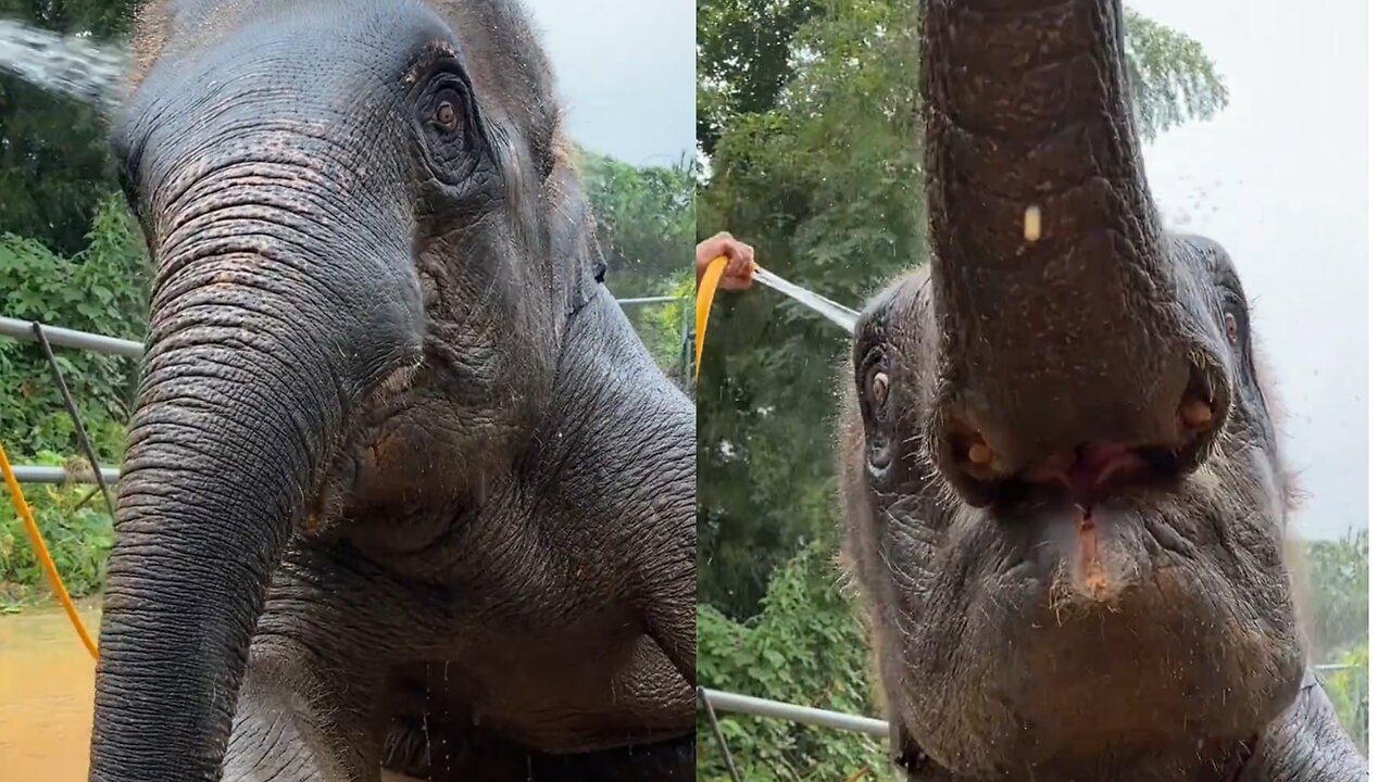 Wildlife close up: Elephant bathing