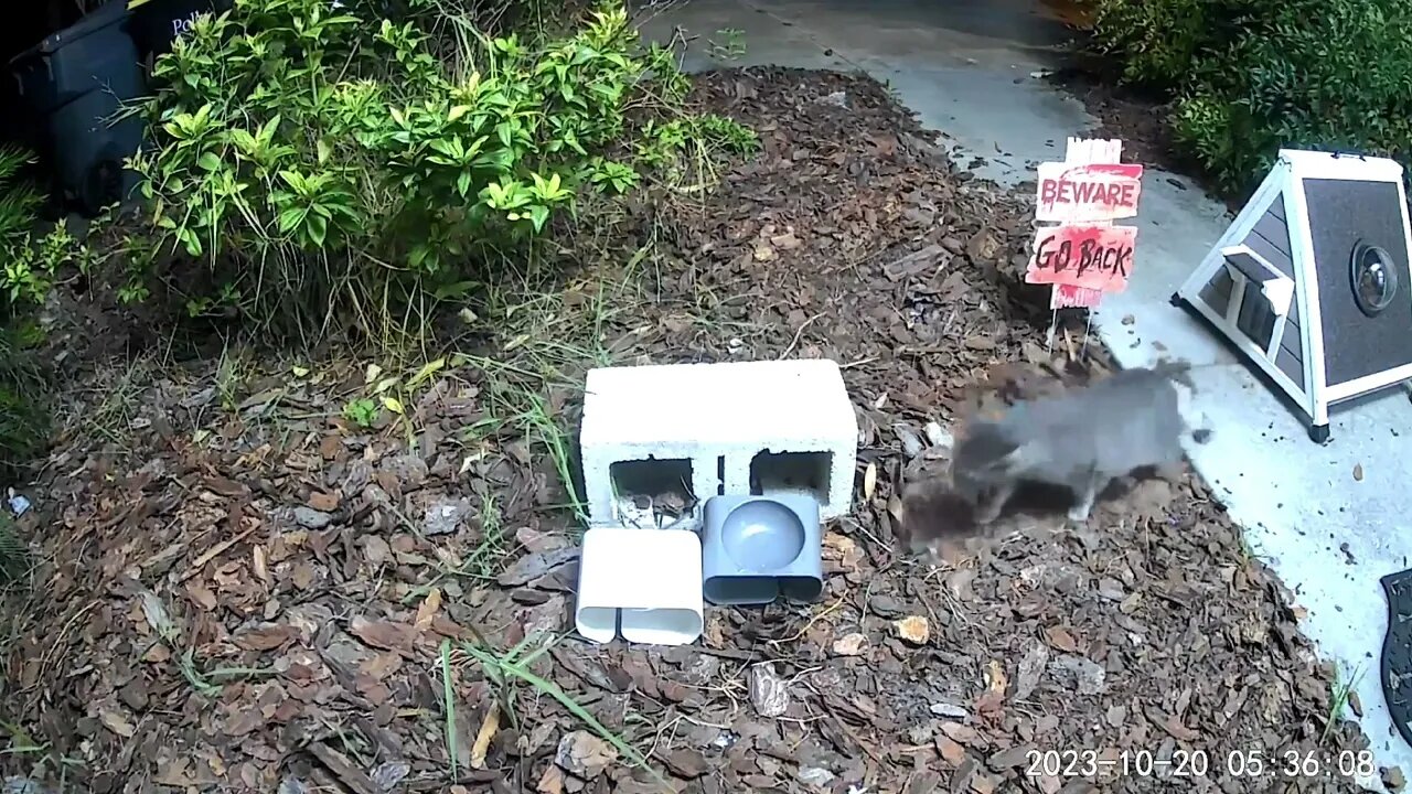 Evicting An Unwanted (But Adorable) Tenant (opossum takes over feral cat home)