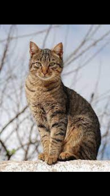 So Cute Cat Funny Video