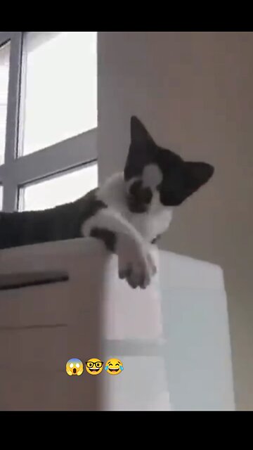 Danger 😱 cat 🐱 #funny 😂 #cat #video ❤