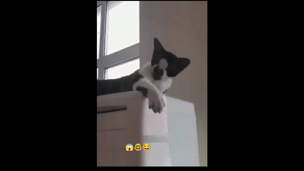 Danger 😱 cat 🐱 #funny 😂 #cat #video ❤