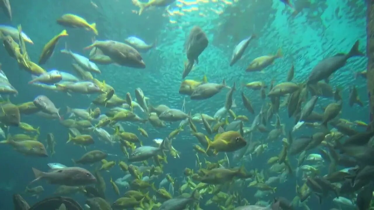 Group of Fish Swimming Near Surface 1