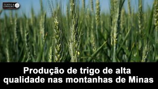 Veja o trigo de alta qualidade produzido nas montanhas em Madre de Deus de MG