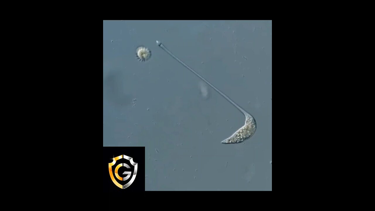 Predator Ciliate