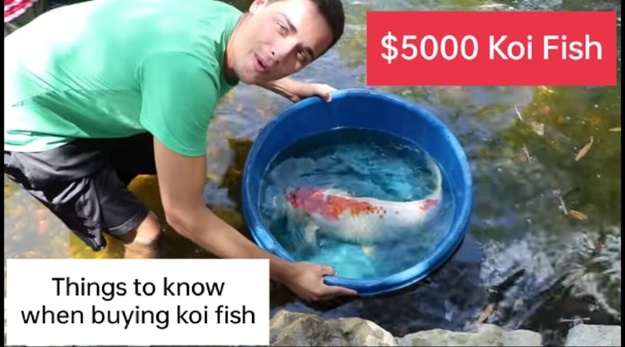 THIS GUY BOUGHT HIS $5000 DREAM FISH