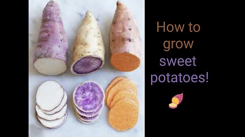 How to grow sweet potatoes!