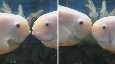 When Your Fish Have A Better Love Life Than You