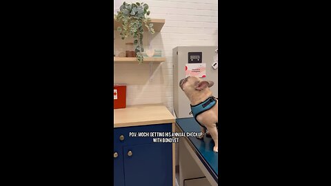 Annual Checkup and Vaccine Shot With Veterinarian | Mochi The French Bulldog