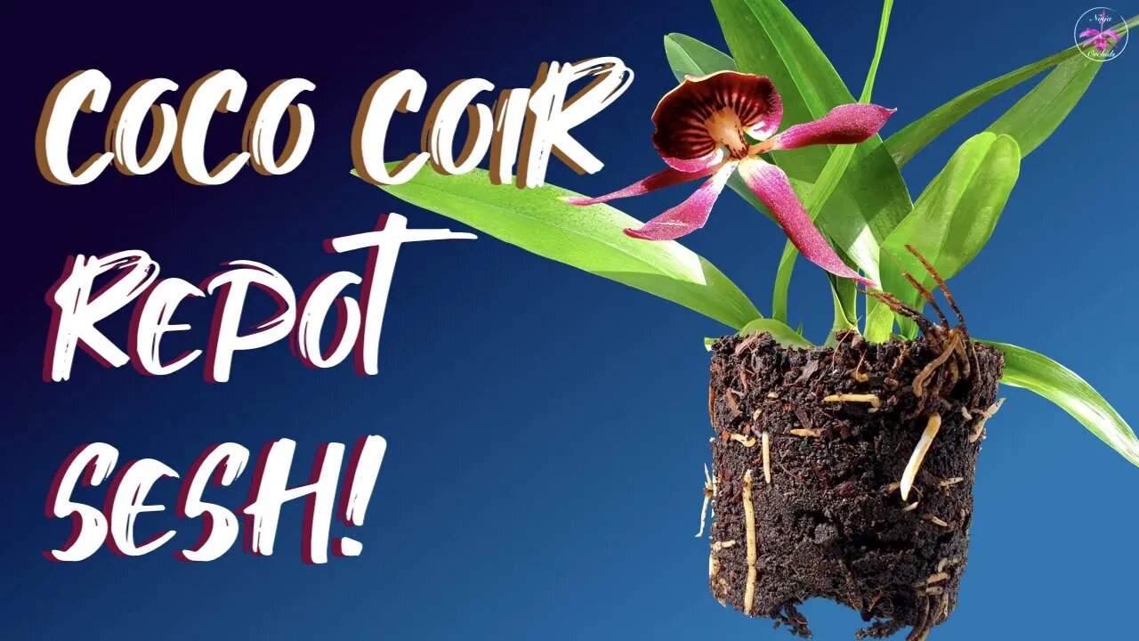 Repotting The EASY Way | Coco Coir to Leca and Self Watering | Guarachea Black Comet #ninjaorchids