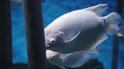 Close-up of profile of grey beautiful fish swimming in aquarium water