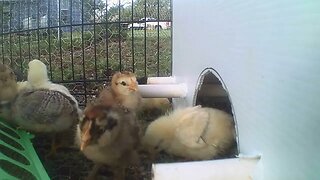 More Chicks! More Fun