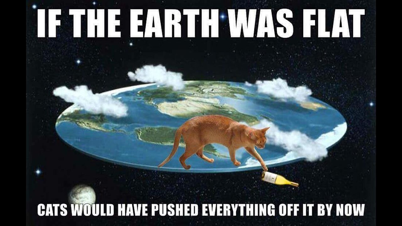 CATS!!!