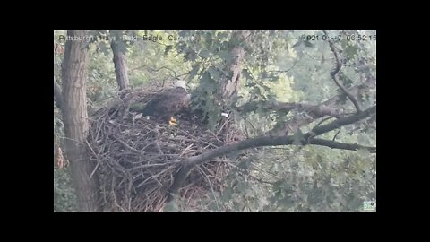 Hays Eagles Dad brings in leaves 2021 09 07 6:51AM