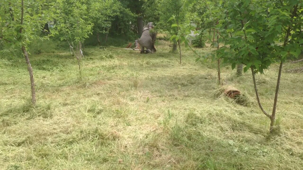 The proper cutting of weeds with a Chinese-made bush cutter in a field with dense trees (P3a)