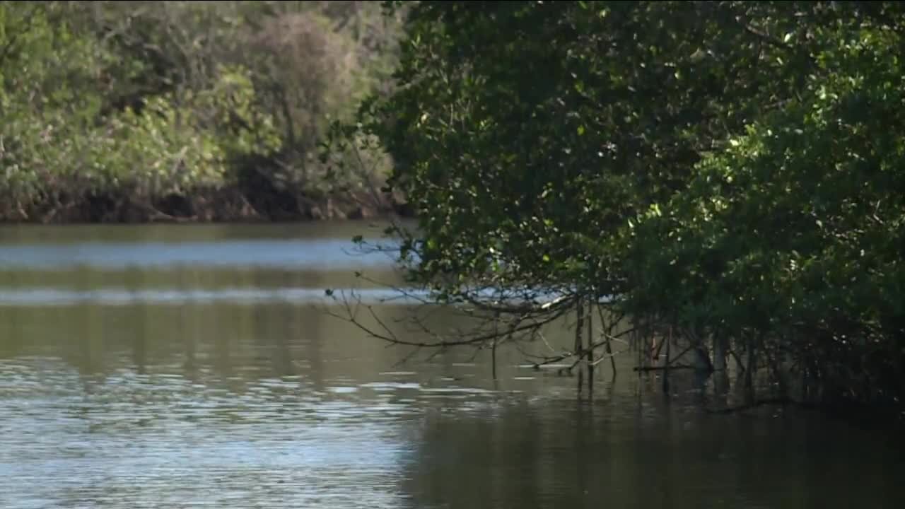 FGCU researchers testing if mangroves can filter out landfill toxins