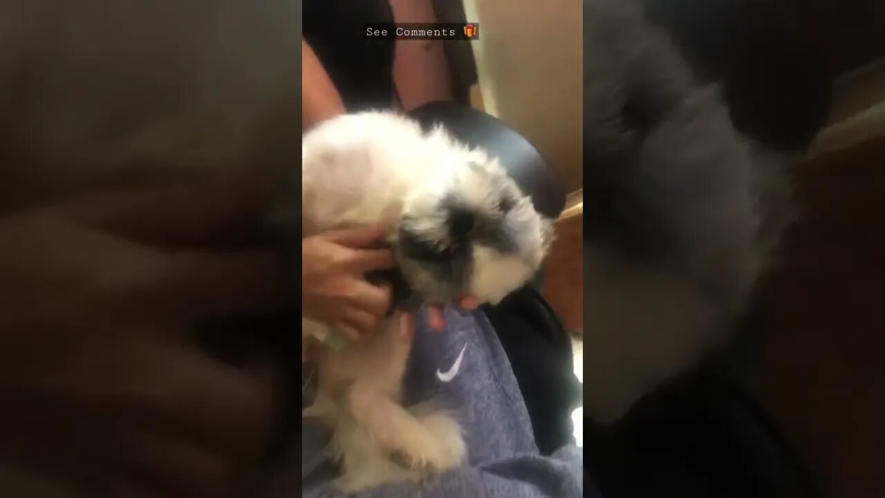 Shih tzu puppy playing asleep | Chummy boy